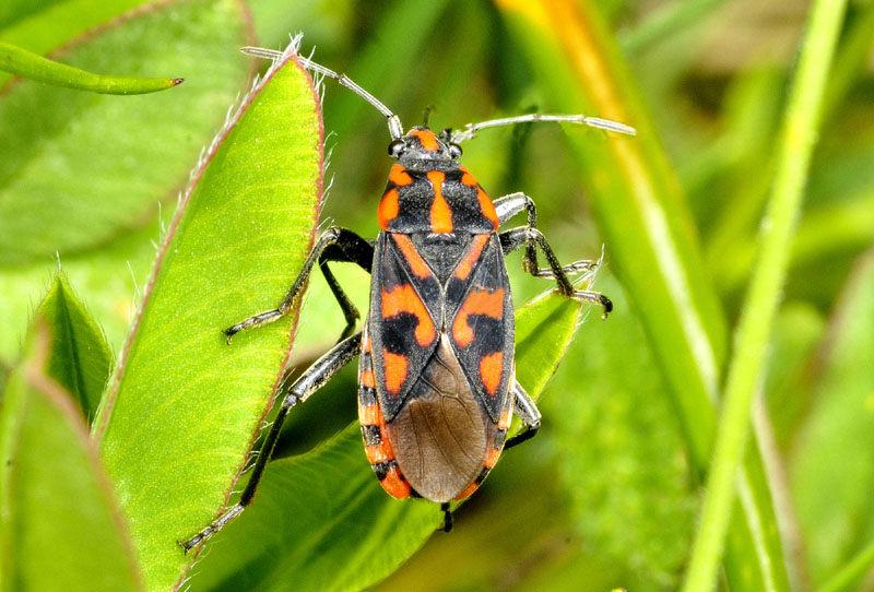 Rhopalidae?  No, Lygaeidae: Spilostethus saxatilis